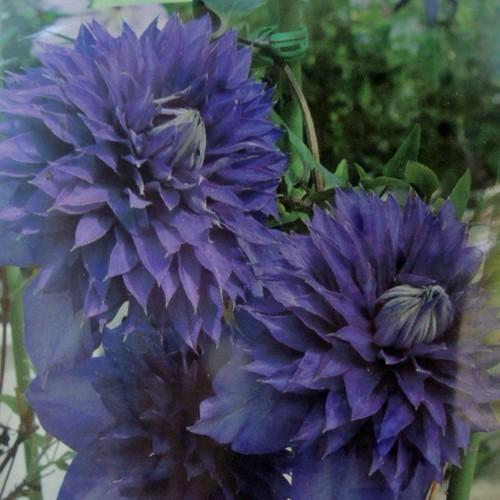 クレマチス苗 彗星2号（10.5-12cmポット苗） : 植物・園芸専門店 花