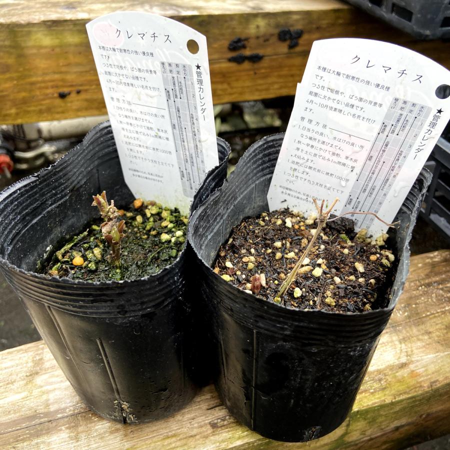クレマチス苗 彗星2号（10.5-12cmポット苗） : 植物・園芸専門店 花