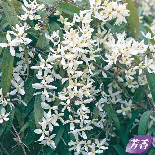 クレマチス苗 アーマンディー（アルマンディー） : 植物・園芸専門店