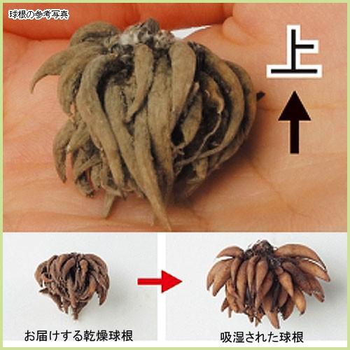 ラナンキュラスの球根 ドリーマー白花 7球入り Ta Kyukon 059 花育通販yahoo 店 通販 Yahoo ショッピング