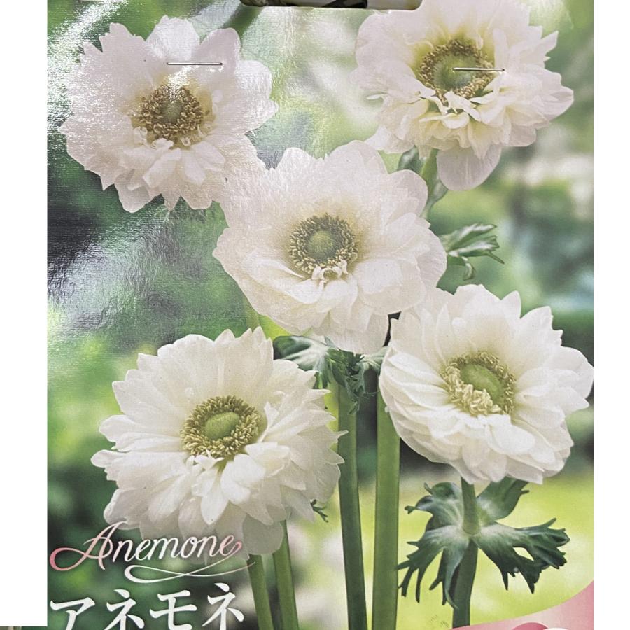 アネモネの球根 八重咲き白色 35ｍｌ入り Ta Kyukon 078 花育通販yahoo 店 通販 Yahoo ショッピング