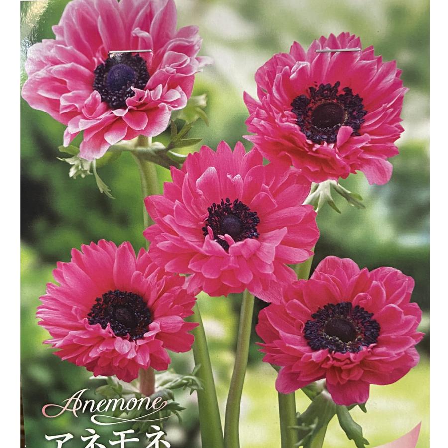 アネモネの球根 八重咲き桃色 35ｍｌ入り Ta Kyukon 080 花育通販yahoo 店 通販 Yahoo ショッピング