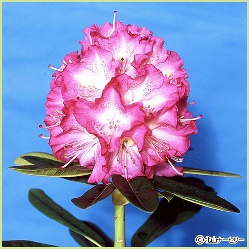 石楠花 シャクナゲ 苗木 アンジェリカ 6号鉢植え Ta Syaku 002 2 花育通販yahoo 店 通販 Yahoo ショッピング