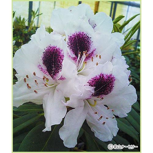 石楠花（シャクナゲ）苗木 サッフォー（5号鉢植え） : 植物・園芸専門