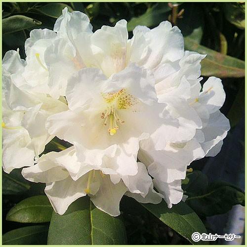 石楠花（シャクナゲ）苗木 スノープリンセス（5号鉢植え） : 植物