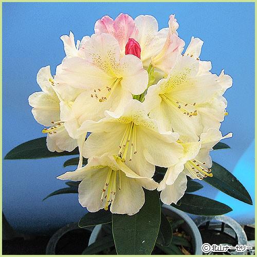 石楠花（シャクナゲ）苗木 パーシーワイズマン（5号鉢植え） : 植物
