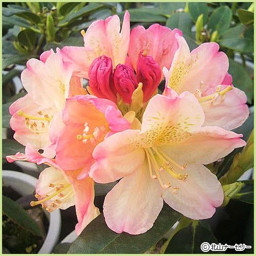 石楠花（シャクナゲ）苗木 パーシーワイズマン（5号鉢植え） : 植物