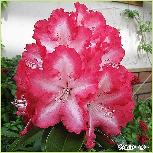 石楠花（シャクナゲ）苗木 紅衣（6号鉢植え） : 植物・園芸専門店 花育