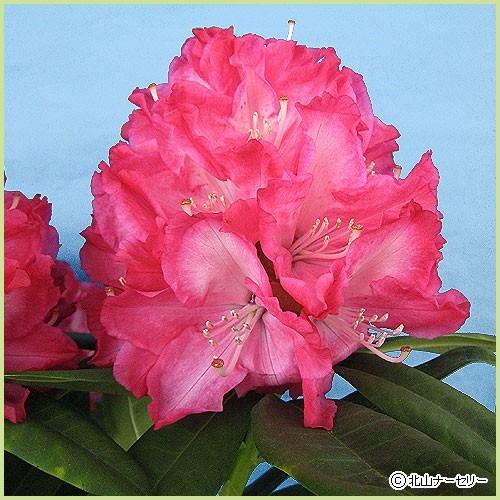石楠花（シャクナゲ）苗木 紅富士（6号鉢植え） : 植物・園芸専門店 花