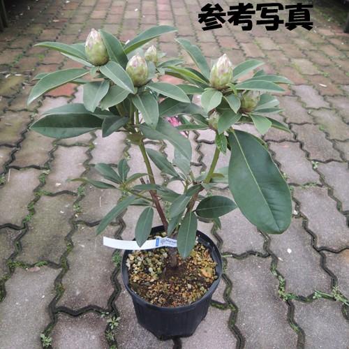 石楠花（シャクナゲ）苗木 舞娘（6号鉢植え） : 植物・園芸専門
