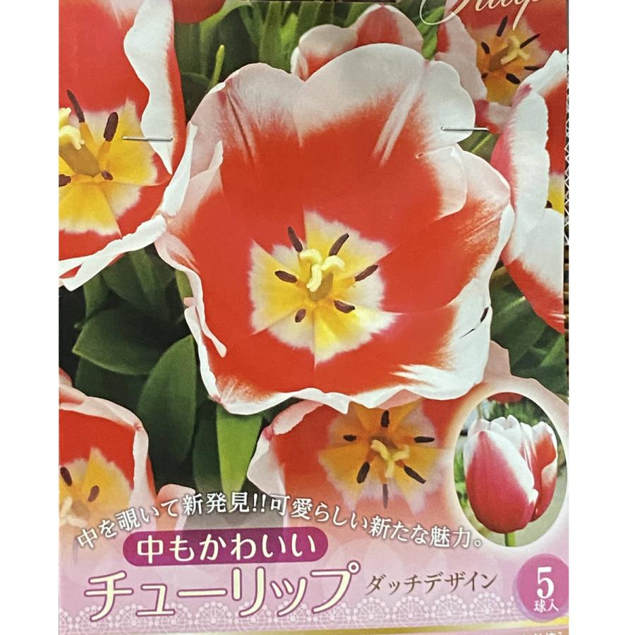 チューリップの球根 ダッチデザイン 5球入り : 植物・園芸専門店 花育