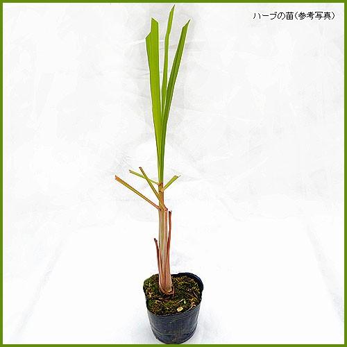 ハーブの苗 レモングラス : 植物・園芸専門店 花育通販Yahoo!店 - 通販
