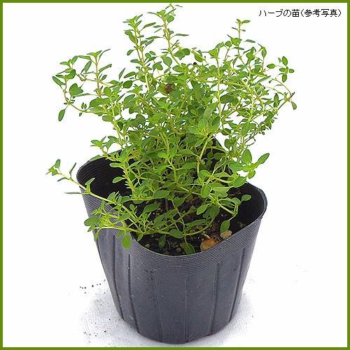 ハーブの苗 コモンタイム : 植物・園芸専門店 花育通販Yahoo!店 - 通販 
