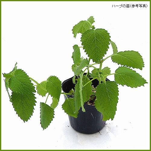 ハーブの苗 レモンバーム To Herb 013 花育通販yahoo 店 通販 Yahoo ショッピング