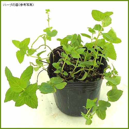 ハーブの苗 スペアミント : 植物・園芸専門店 花育通販Yahoo!店 - 通販