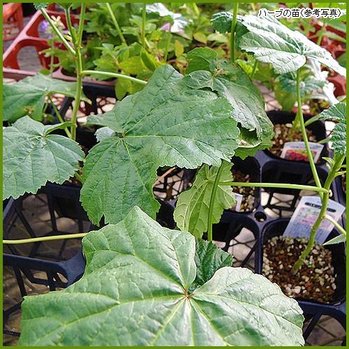 ハーブの苗 コモンマロウ To Herb 017 花育通販yahoo 店 通販 Yahoo ショッピング