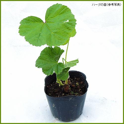 ハーブの苗 コモンマロウ To Herb 017 花育通販yahoo 店 通販 Yahoo ショッピング