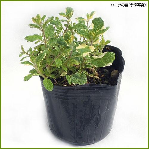 ハーブの苗 パイナップルミント : 植物・園芸専門店 花育通販Yahoo!店