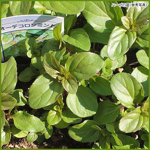 ハーブの苗 オーデコロンミント To Herb 029 花育通販yahoo 店 通販 Yahoo ショッピング
