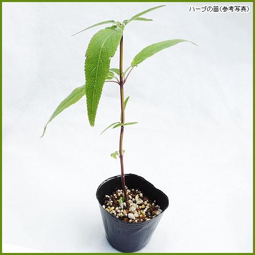 ハーブの苗 アメジストセージ : 植物・園芸専門店 花育通販Yahoo!店