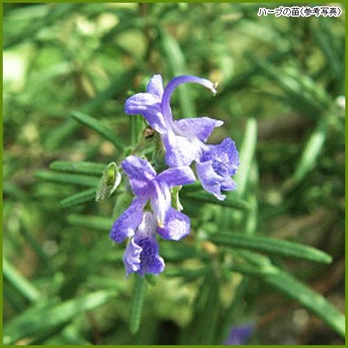 ハーブの苗 ローズマリー（レックス） : 植物・園芸専門店 花育通販