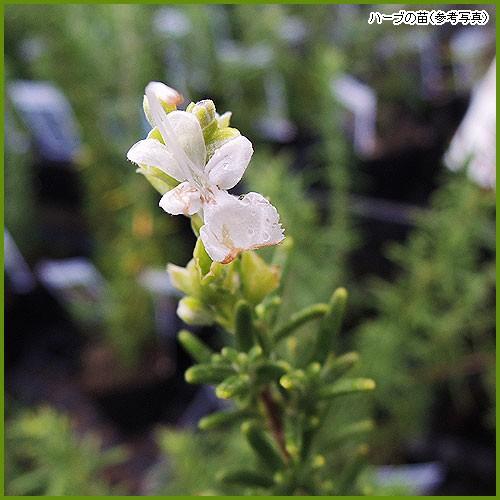 ハーブの苗 ローズマリー ホワイト To Herb 037 花育通販yahoo 店 通販 Yahoo ショッピング