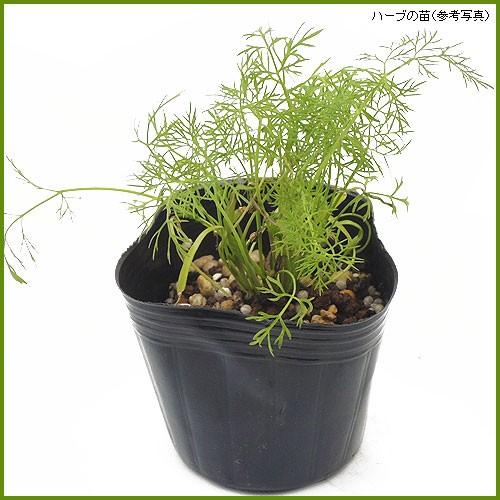 ハーブの苗 スイートフェンネル ウイキョウ To Herb 045 花育通販yahoo 店 通販 Yahoo ショッピング