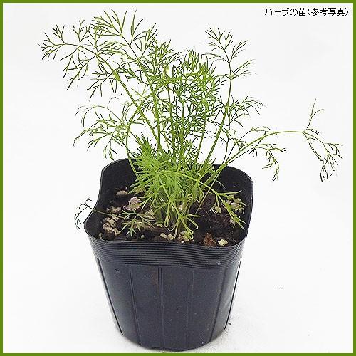 ハーブの苗 ディル : 植物・園芸専門店 花育通販Yahoo!店 - 通販