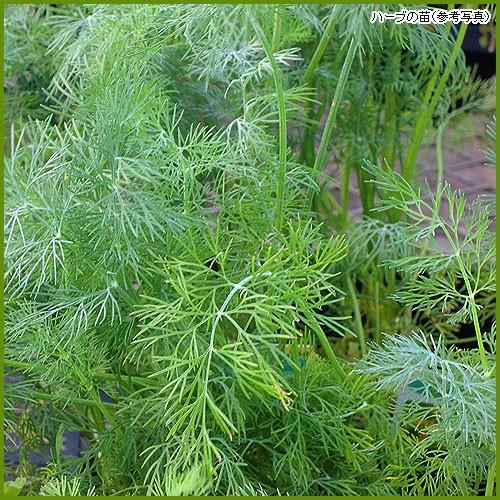 ハーブの苗 ディル : 植物・園芸専門店 花育通販Yahoo!店 - 通販