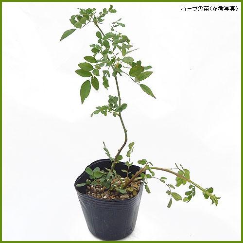 トゲ無しノイバラ枝 挿し木用切り枝【トゲ無しノイバラ 約20㎝ 10本】野バラ バラの実 バラ