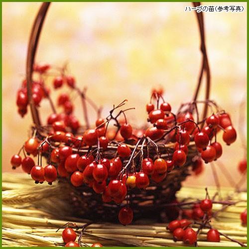 ハーブの苗 とげなし野イバラ（ローズヒップ） ノイバラ : 植物