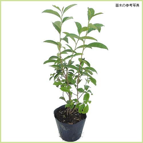 お茶の木（チャノキ）「オクミドリ」の苗木（Yahoo!・植物・園芸専門店 花育通販Yahoo!店）
