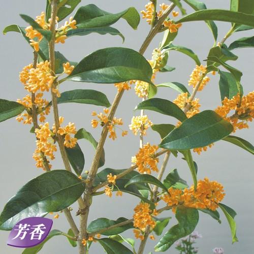 金木犀（キンモクセイ）の苗木 : 植物・園芸専門店 花育通販Yahoo!店