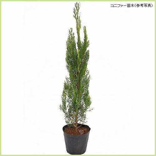 コニファー苗木 エレガンテシマ（5号ポット植え） : 植物・園芸専門店