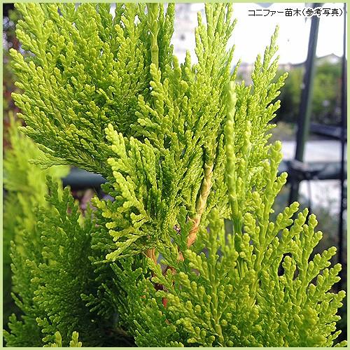 コニファー苗木 エレガンテシマ（5号ポット植え） : 植物・園芸専門店