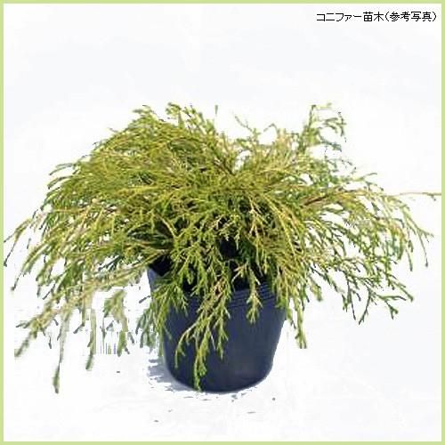 【なぎさ❗️28本セット】ゴールデンモップ　コニファー　カラーリーフ　苗木 コニファー苗木 ゴールデンモップ : 植物・園芸専門店 花育通販Yahoo