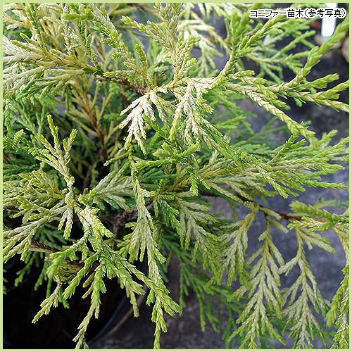 コニファー苗木 ゴールデンモップ : 植物・園芸専門店 花育通販Yahoo