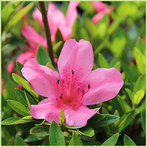 皐月（サツキ）苗木 大盃（三重サツキ） : 植物・園芸専門店 花育通販