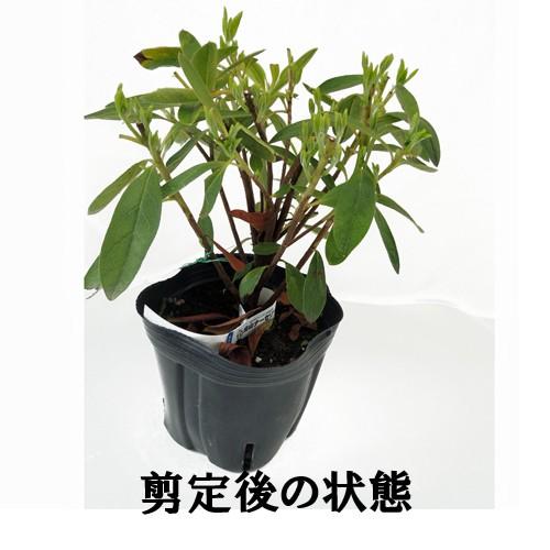 皐月（サツキ）苗木 大盃（三重サツキ） : 植物・園芸専門店 花育通販