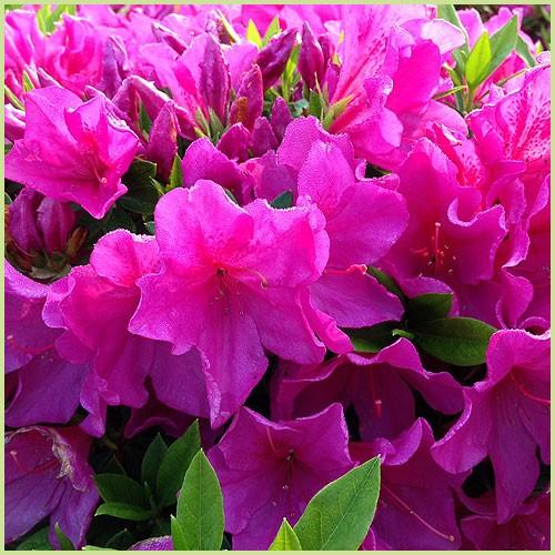 平戸ツツジ苗木 紫花 Uk Tutuji 003 花育通販yahoo 店 通販 Yahoo ショッピング