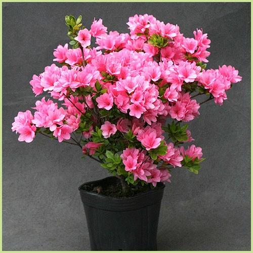 久留米ツツジ苗木 麒麟（キリン） : 植物・園芸専門店 花育通販Yahoo