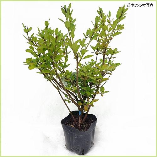 久留米ツツジ苗木 麒麟（キリン） : 植物・園芸専門店 花育通販Yahoo