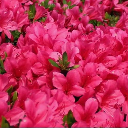 皐月（サツキ）苗木　伊勢路紅（Yahoo!・植物・園芸専門店 花育通販Yahoo!店）