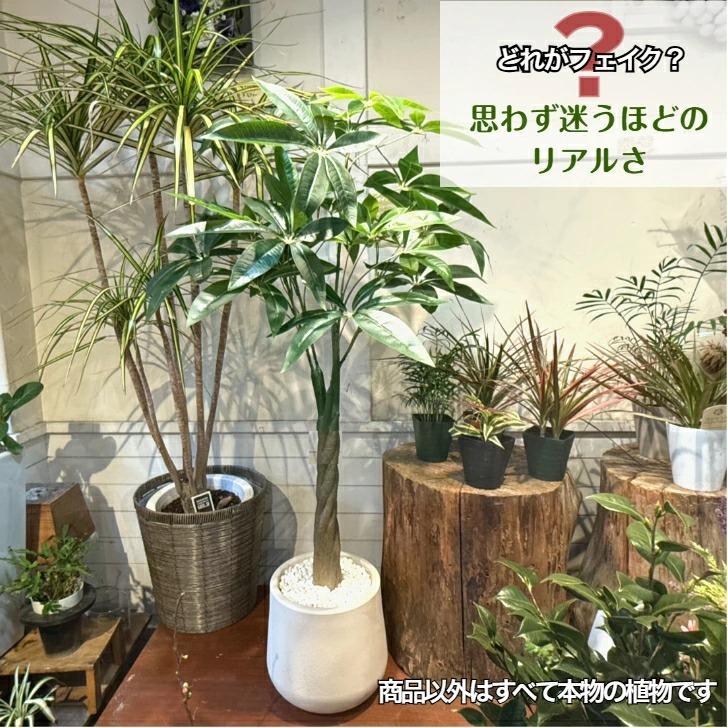 パキラ 人工観葉植物 フェイクグリーン 観葉植物 フェイク 大型 造花 100cm インテリア 【生花店監修】 送料無料 ※北海道、沖縄県、離島を除く 【ロジ発送】の画像