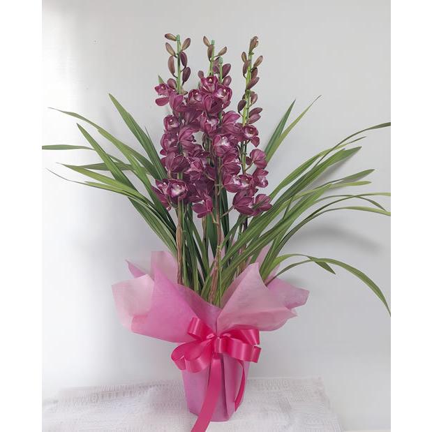 ビーズフラワー　シンピジューム シンビジューム「ワインシャワー」5本立 : flower shop 花梶 - 通販