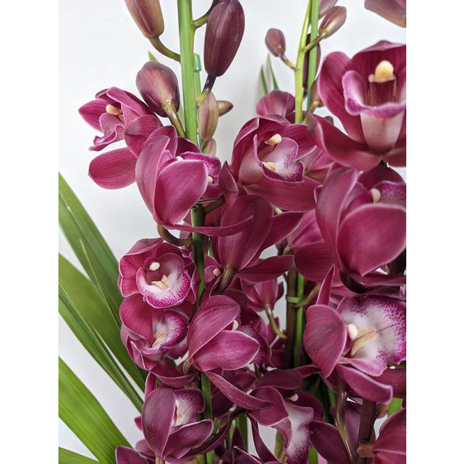 s*a様 【特選】　シンビジューム　ワインシャワー　アーチ　7寸7本立ち シンビジューム「ワインシャワー」5本立 : flower shop 花梶 - 通販