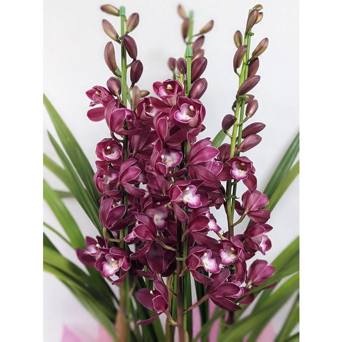 シンビジューム「ワインシャワー」5本立 : flower shop 花梶 - 通販