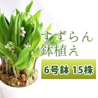 すずらん 鉢植え ６号鉢 １５株（花芽１１株・葉芽４株）北海道長沼町で栽培したかわいいすずらんを育てましょう！　プレゼントやお祝いにもどうぞ♪｜hanako-garden