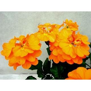 クロサンドラ かがり火 H 116 フラワーガーデン 花小径 通販 Yahoo ショッピング