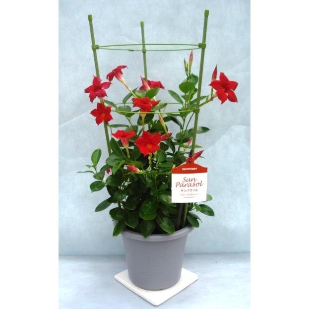 マンデビラ サンパラソル クリムゾン ミニ H 142 フラワーガーデン 花小径 通販 Yahoo ショッピング